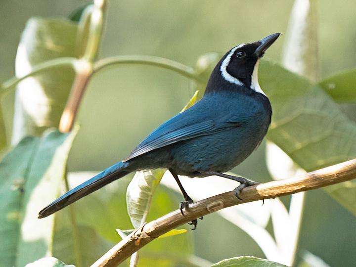 White-throated Jay