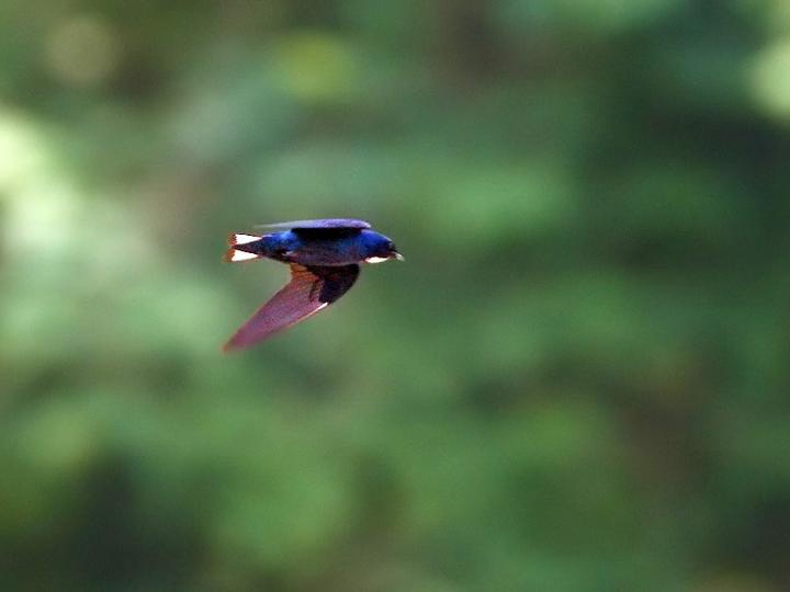 White-bibbed Swallow