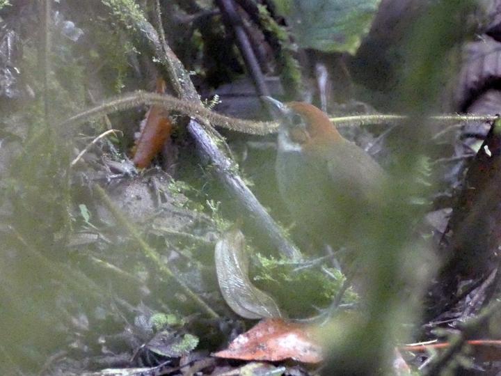 White-throated Antpitta