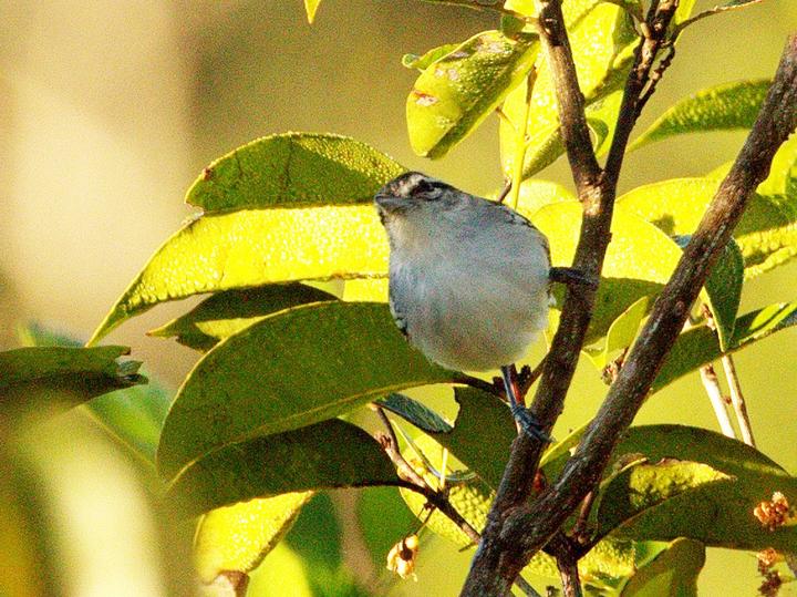 Aripuana Antwren