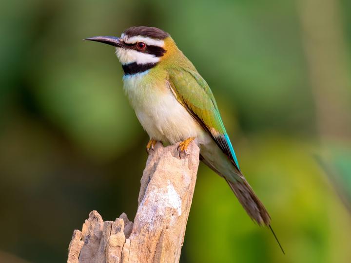 White-throated Bee-eater