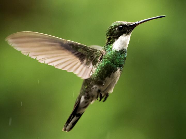 White-throated Hummingbird