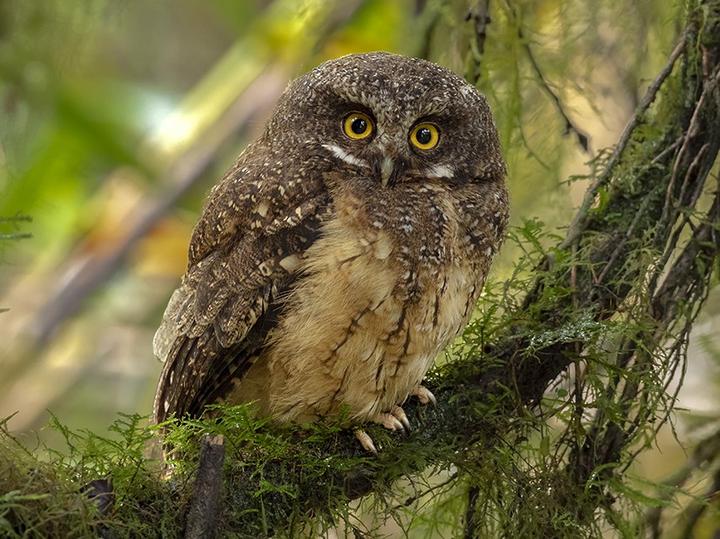 White-throated Screech Owl