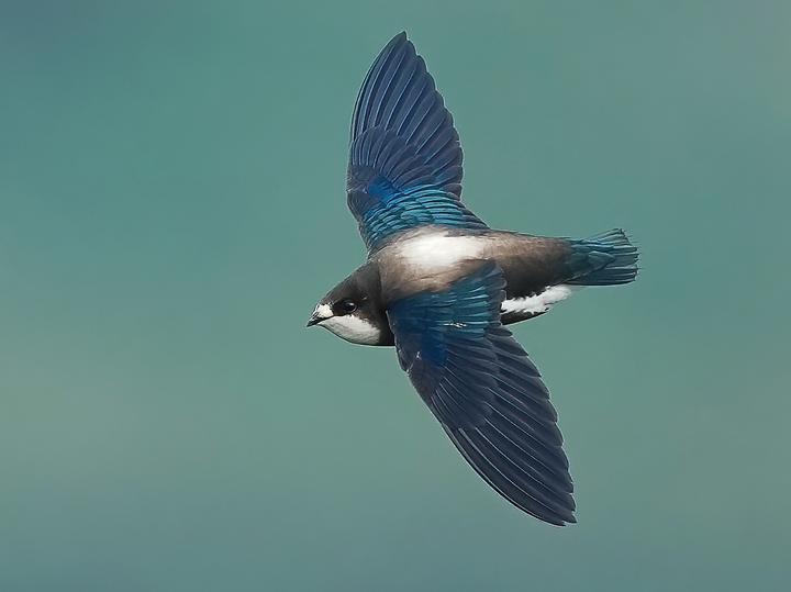 White-throated Needletail
