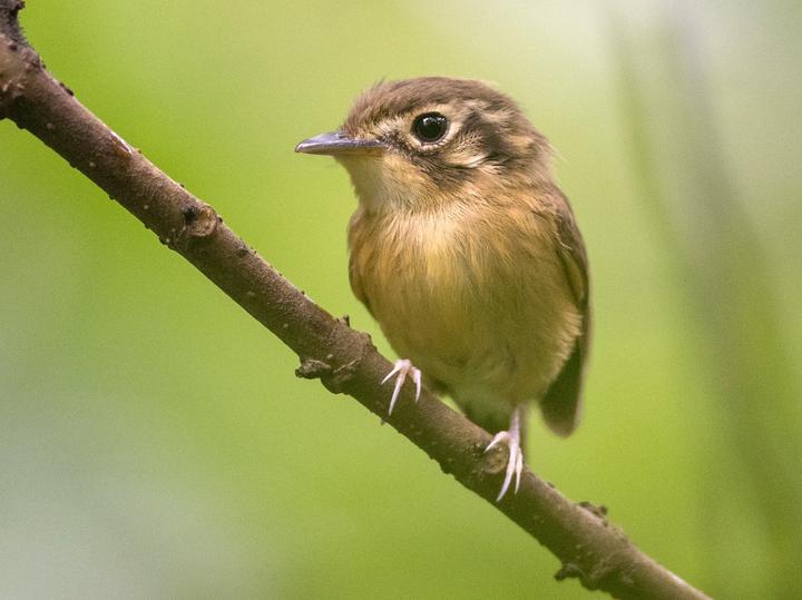 White-throated Spadebill