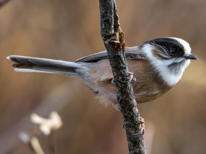 White-throated Bushtit