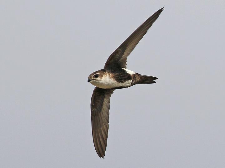 White-throated Swift