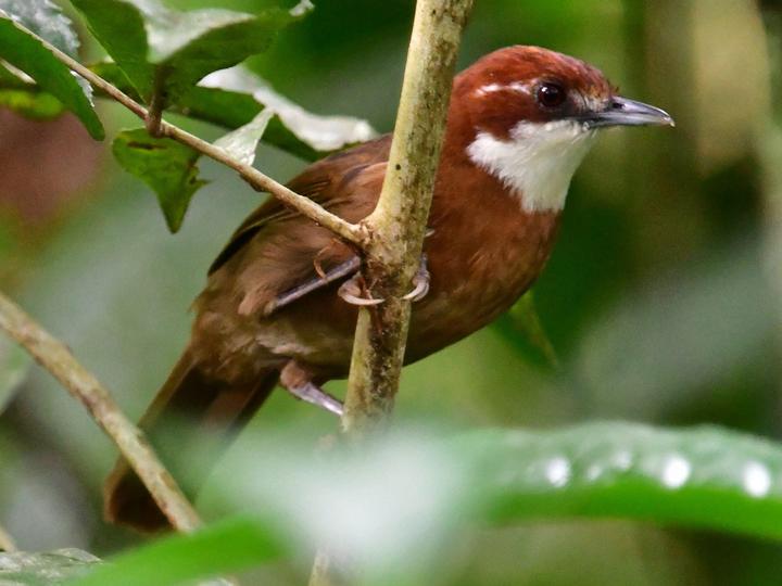 White-throated Oxylabes