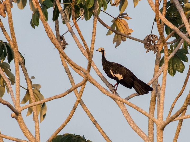 White-throated Piping Guan