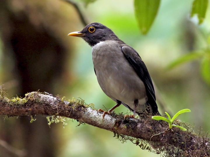 White-throated Thrush