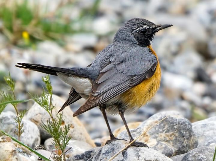 White-throated Robin