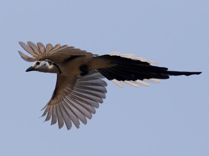 White-throated Magpie-Jay