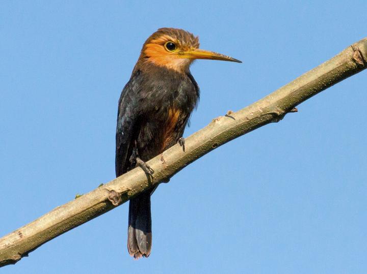 White-throated Jacamar