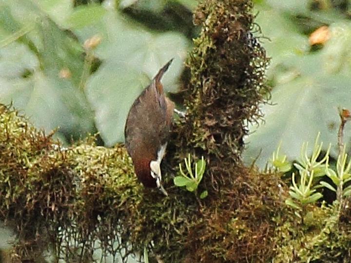 White-throated Mountain Babbler