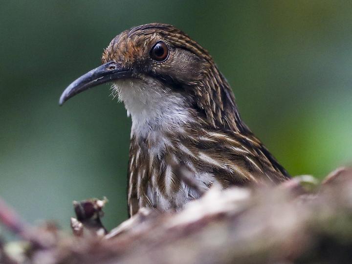 White-throated Wren-Babbler