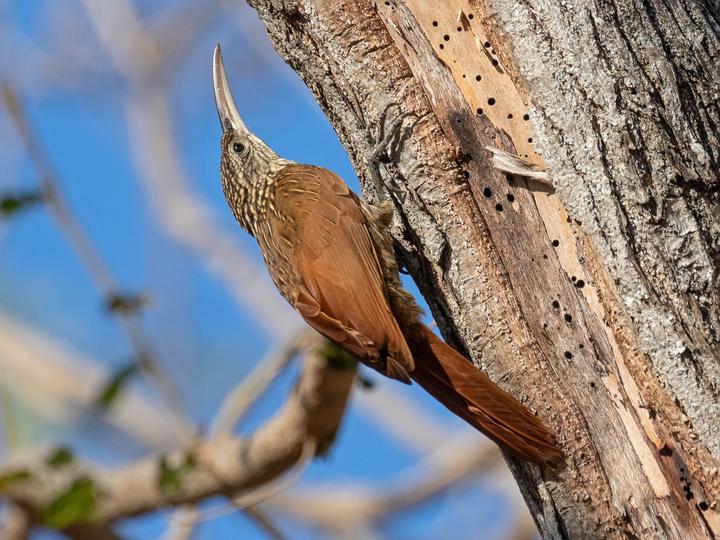 Ivory-billed Woodcreeper