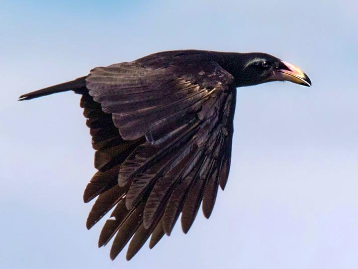 White-billed Crow