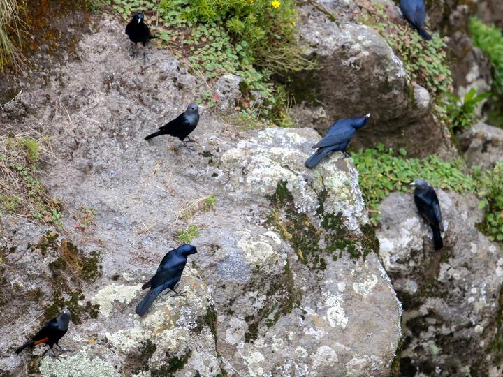 White-billed Starling