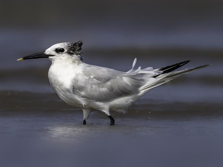 Sandwich Tern