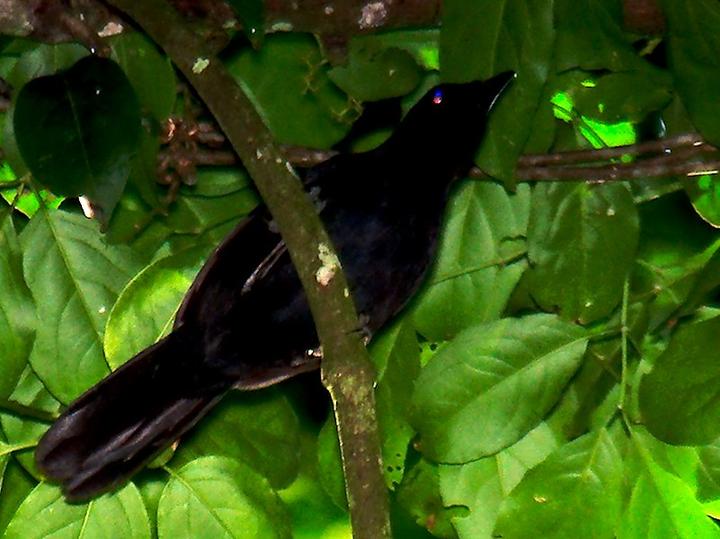 Lowland Sooty Boubou