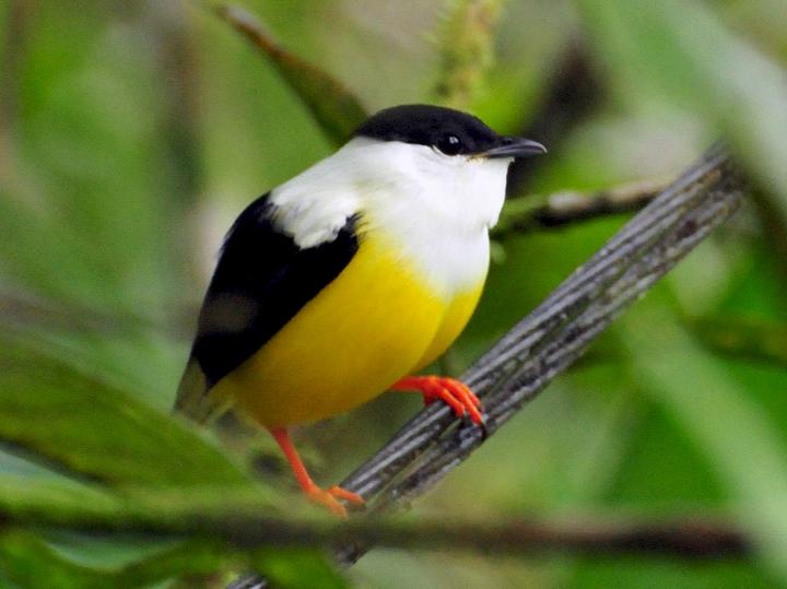 White-collared Manakin