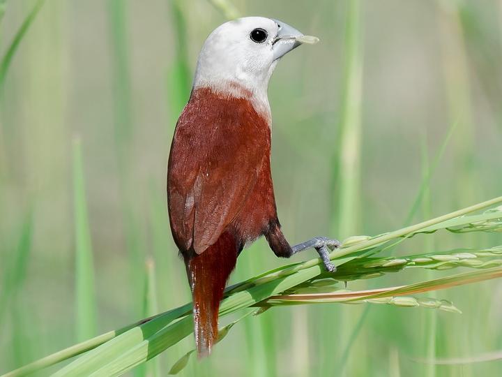 White-headed Munia