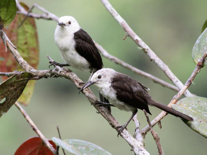 White-headed Wren