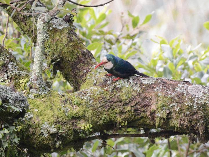 White-headed Wood Hoopoe