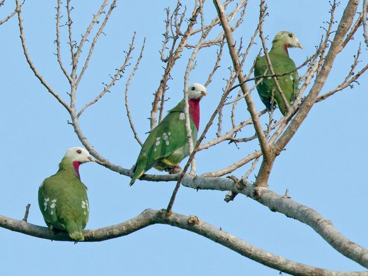White-headed Fruit Dove