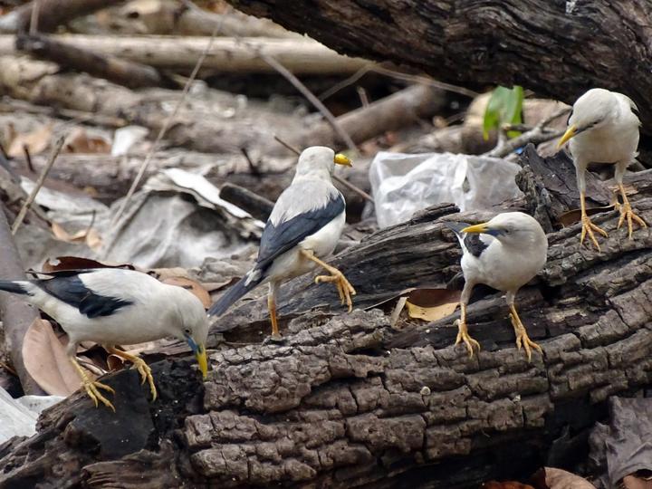White-headed Starling