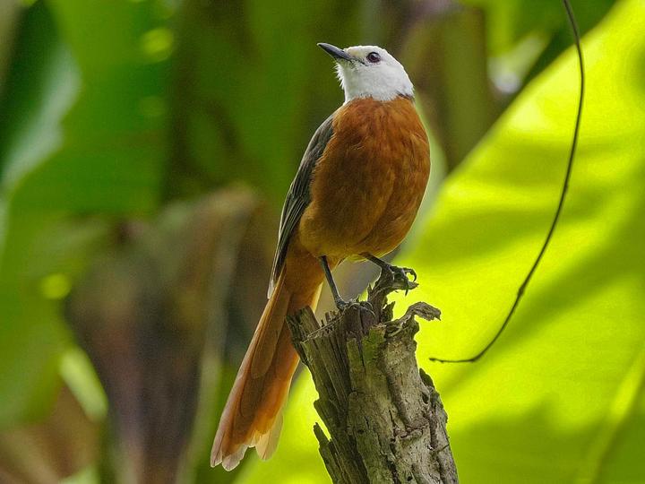 White-headed Robin-Chat
