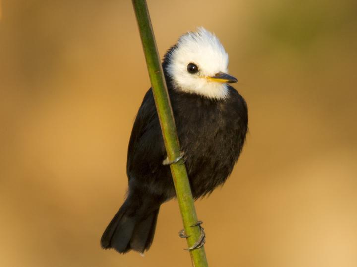 White-headed Marsh Tyrant