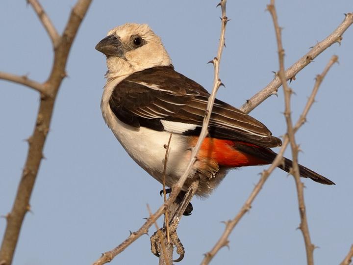White-headed Buffalo Weaver