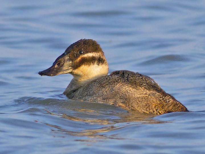 White-headed Duck