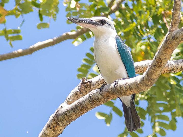 Beach Kingfisher