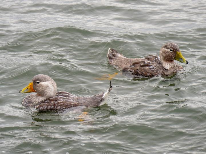 Chubut Steamer Duck