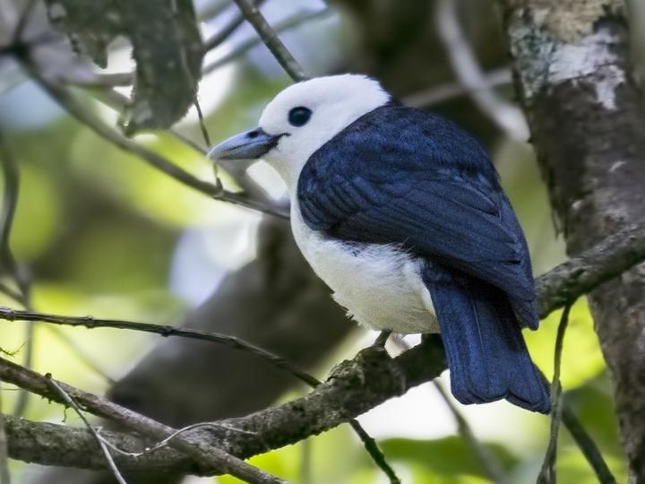 White-headed Vanga
