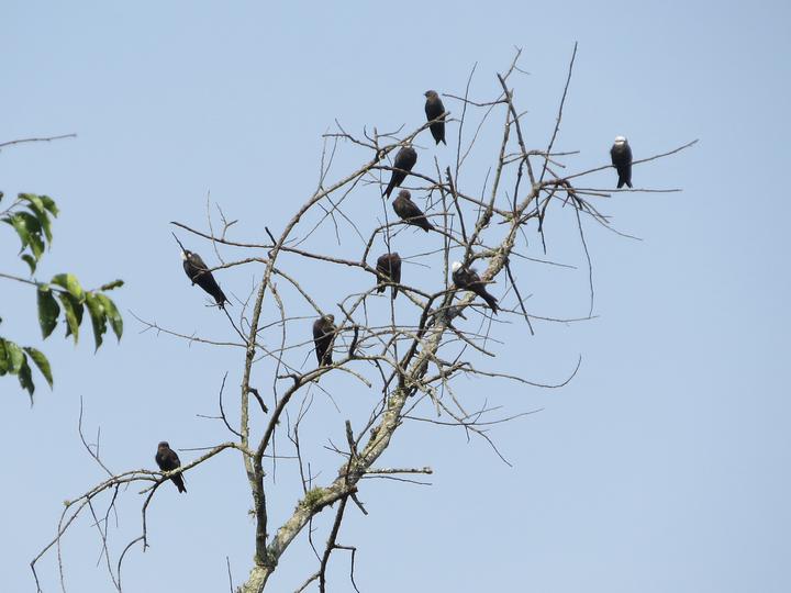White-headed Saw-wing