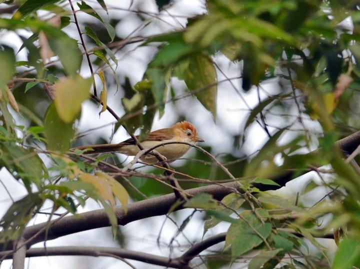 White-hooded Babbler