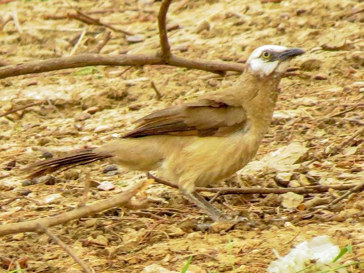 White-headed Babbler