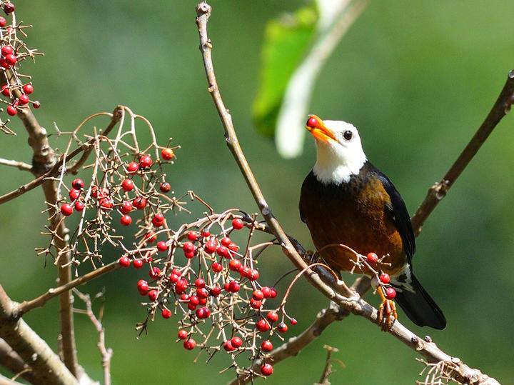 Taiwan Thrush