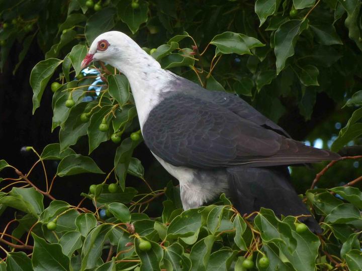 White-headed Pigeon