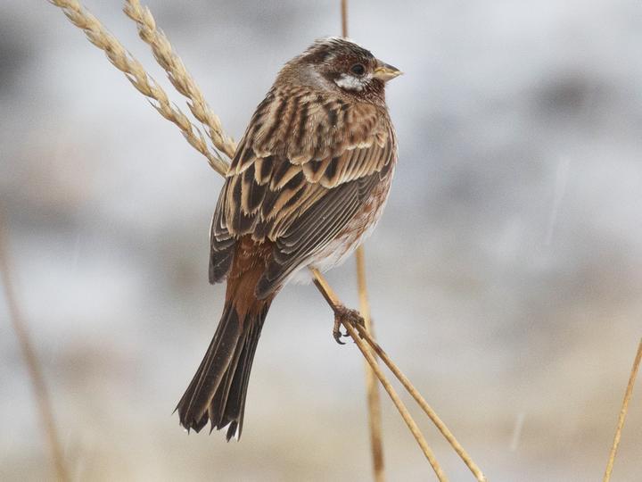 Pine Bunting