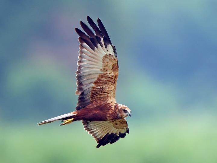Western Marsh Harrier