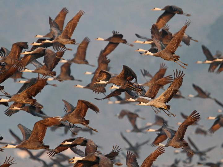 Hooded Crane