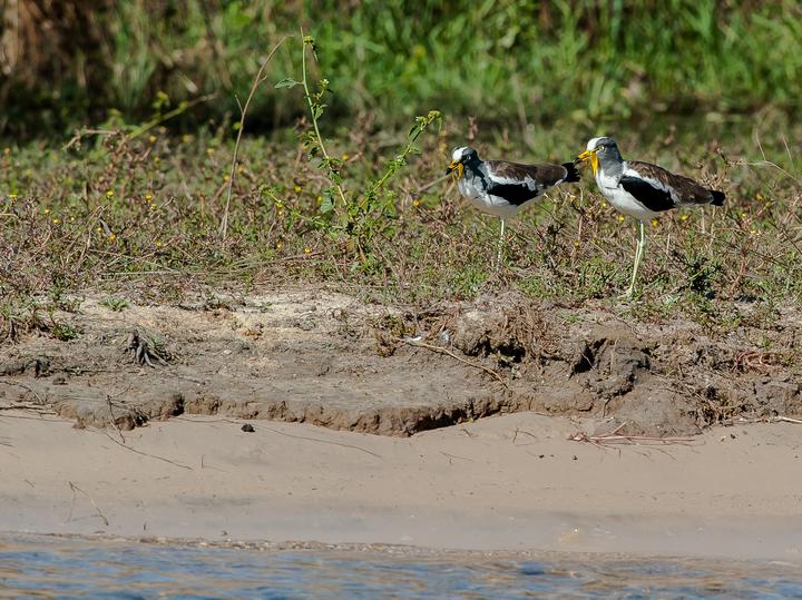 White-crowned Lapwing