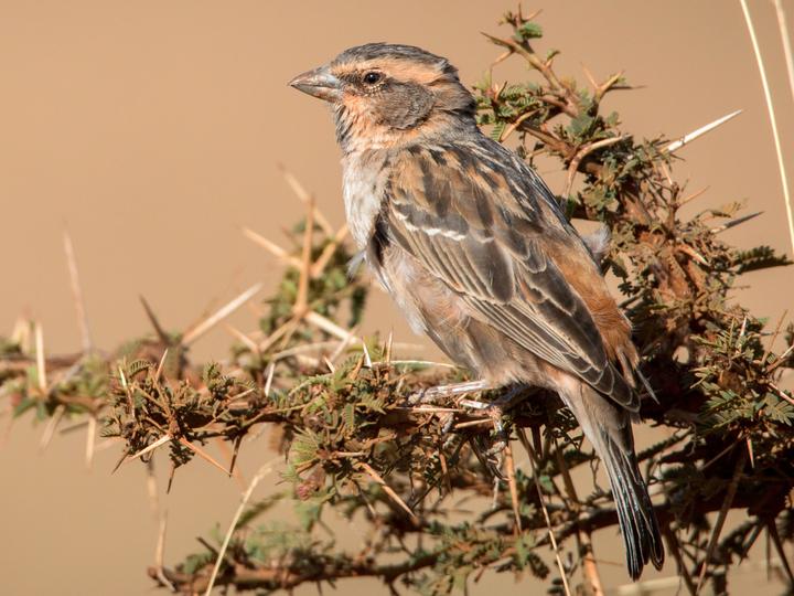 Shelley's Sparrow
