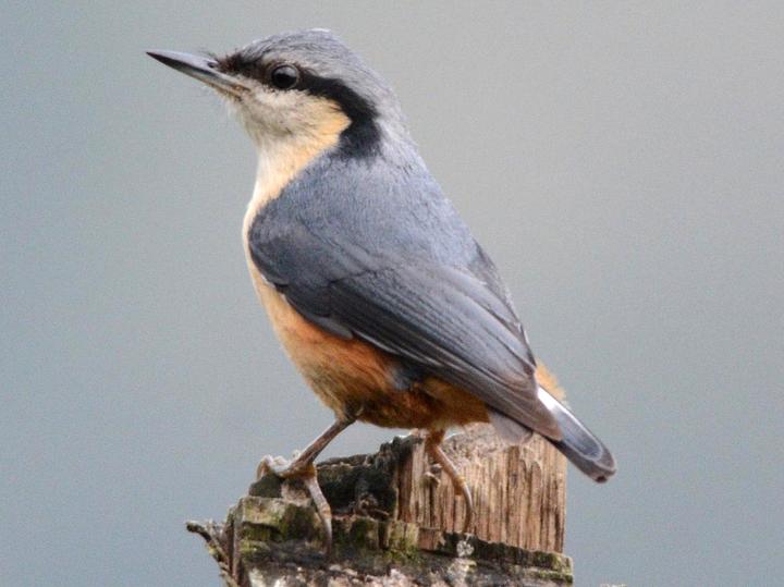 White-tailed Nuthatch