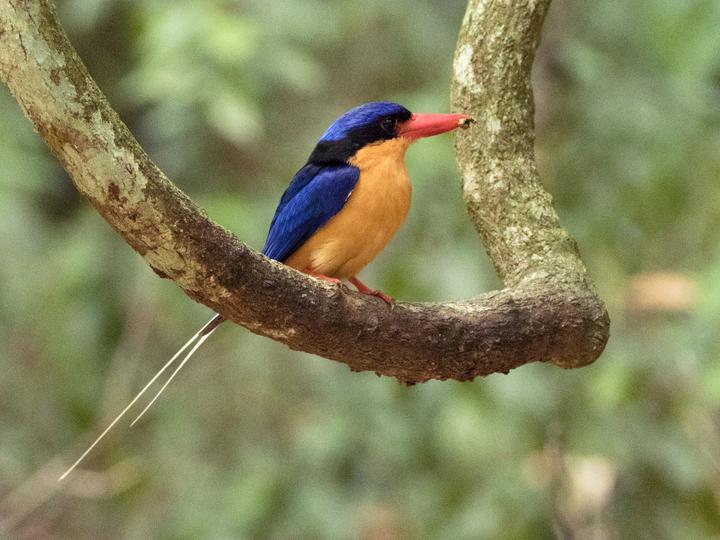 Buff-breasted Paradise Kingfisher