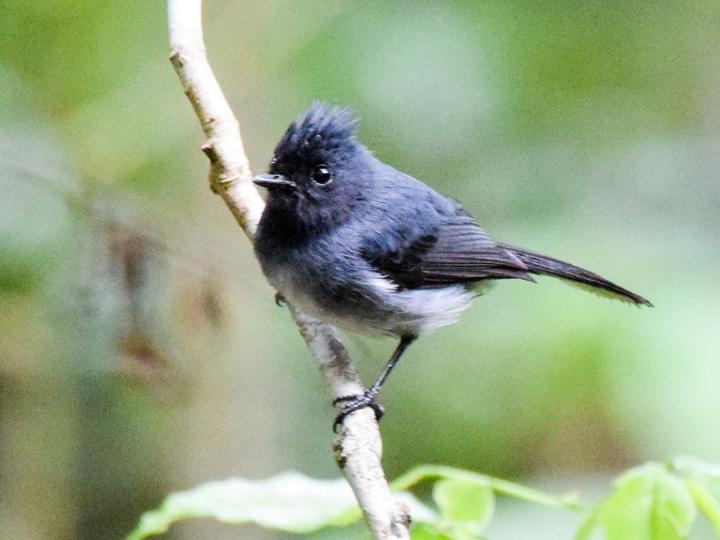 White-tailed Crested Flycatcher